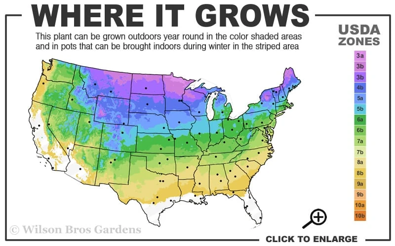 Linda Campbell Hybrid Rugosa Rose - 3 Gallon Pot - Image 3
