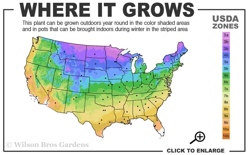 Golden Variegated Sweet Iris - 1 Gallon Pot - Image 3