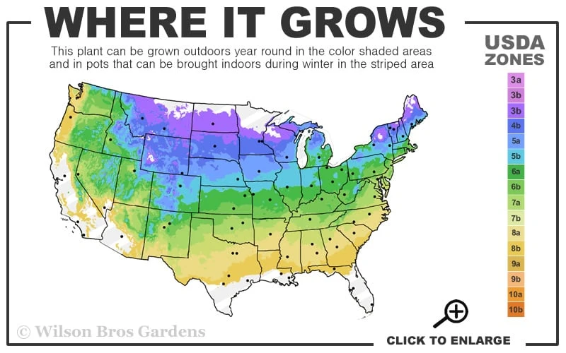 Red Balloon Viburnum - 3 Gallon Pot - Image 3