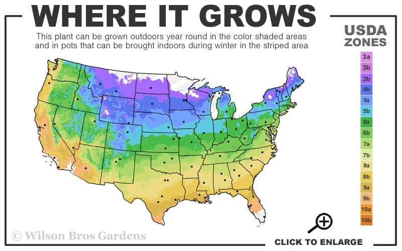 Fireworks Sundrops (Oenothera Fruticosa) - 1 Gallon Pot - Image 3