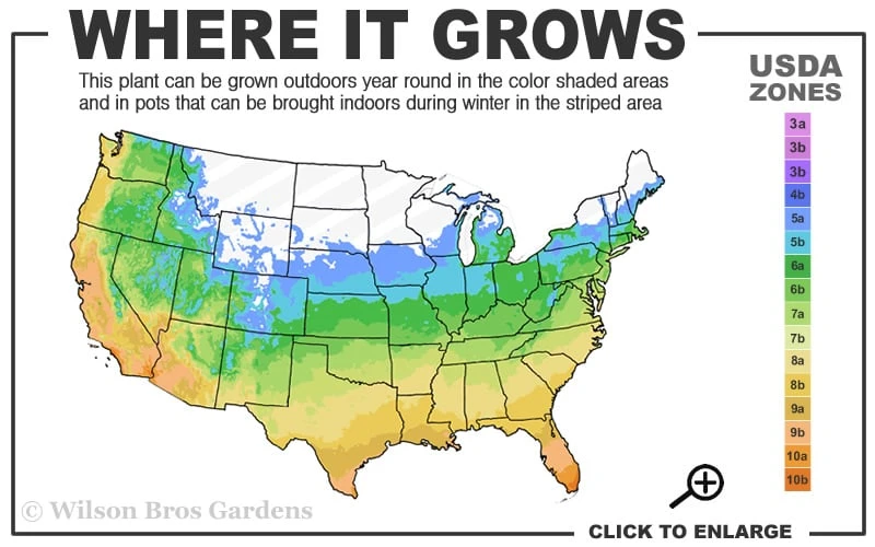 Lollipop Candy Lily - X Pardancanda - 1 Gallon Pot - Image 3