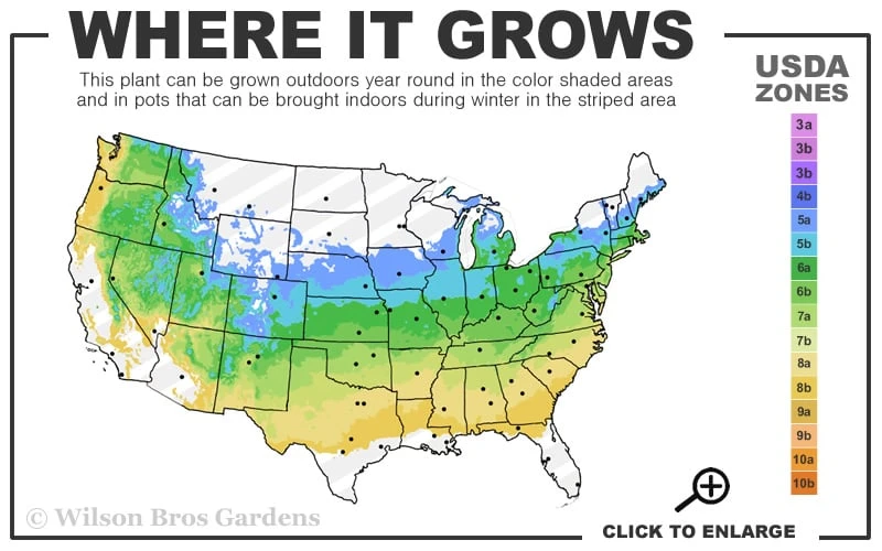 Katsura Pieris - 2 Gallon Pot - Image 3