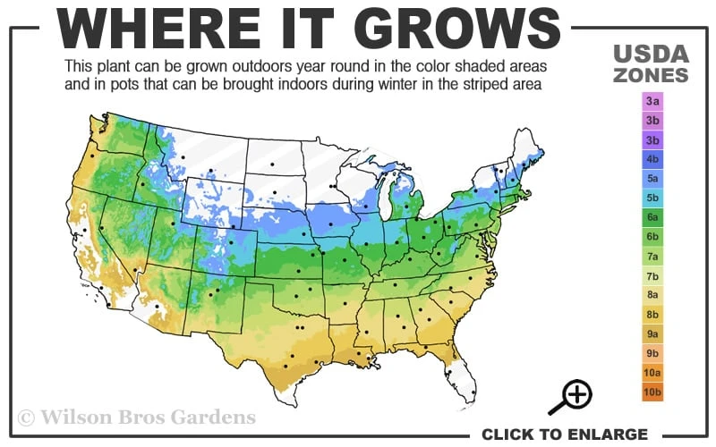 Garnet Laceleaf Japanese Maple - 3 Gallon Pot - Image 3