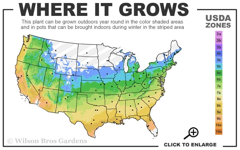 Winterstar Boxwood - 2 Gallon Pot - Image 3