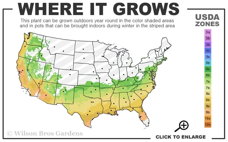 Autumn Monarch Encore Azalea - 1 Gallon Pot - Image 3