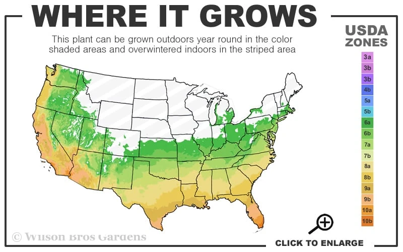 April Kiss Pink Double Flowered Camellia Japonica - 1 Gallon Pot - Image 3