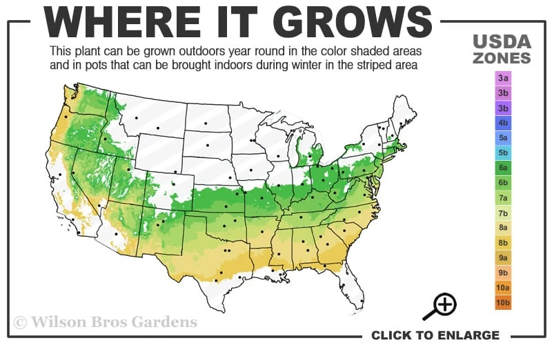 Variegated Boxwood (Buxus Sempervirens 'Aureovariegata') - 2 Gallon Pot - SALE - Image 3