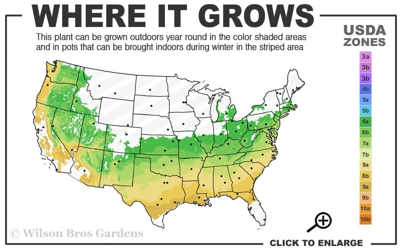 Orion Dwarf Red Japanese Maple - 5 Gallon Pot - Image 3
