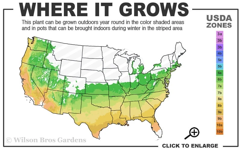 Yume Camellia Sasanqua - 3 Gallon Pot - Image 3