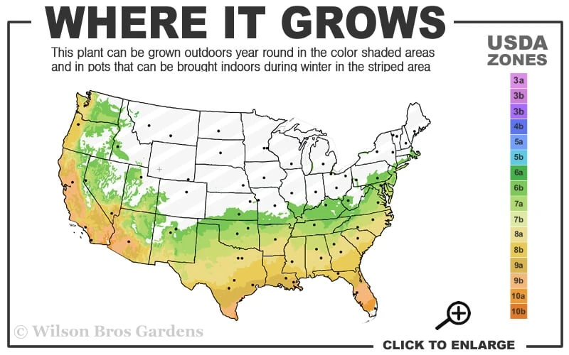 Arctic Dawn Cold Hardy Pink Camellia Hybrid - 1 Gallon Pot - Image 3
