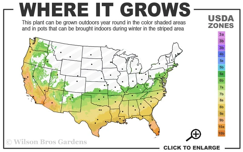 Fortune's Cold Hardy Tea Olive (Fragrant Osmanthus) - 1 Gallon Pot - Image 3