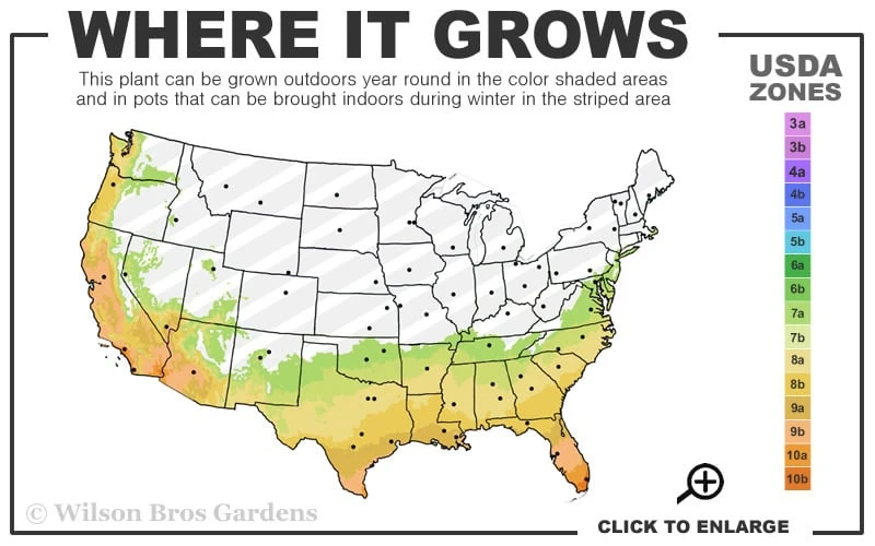 Jerry Hill Pink Camellia - 2.5 Gallon Pot - Image 3