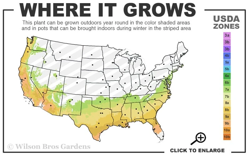 White By The Gate Camellia Japonica - 3 Gallon Pot - Image 3