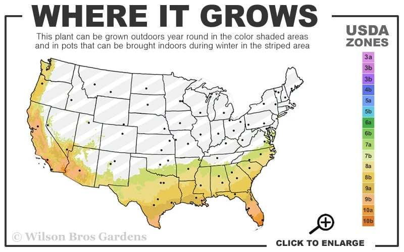 Lady Cavendish Azalea - 1 Gallon Pot - Image 3