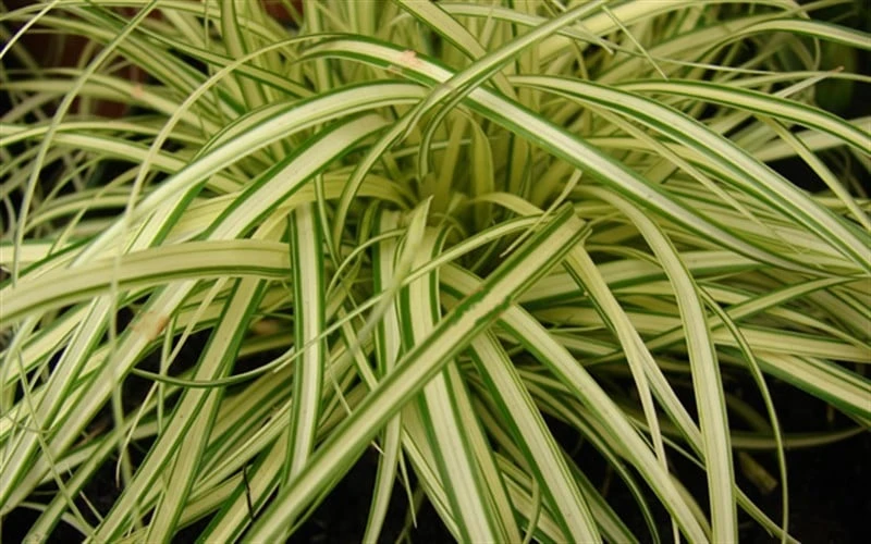 Evergold Japanese Sedge (Carex Hachijoensis) - 5 Pack Of Quart Pots - Image 4