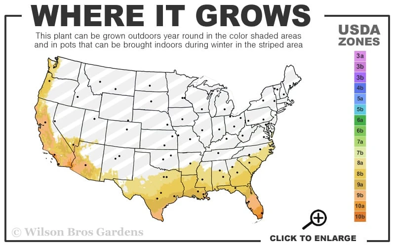 Princess Caroline Purple Fountain Grass (Pennisetum) - 6 Pack Of 1 Gallon Pots - Image 3