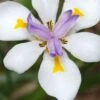 White African Iris - Fortnight Lily - Dietes Iridioides - 1 Gallon Pot