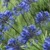 Little Blue Fountain Agapanthus - Lily Of The Nile - 1 Gallon Pot