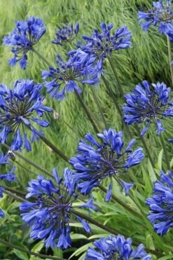 Little Blue Fountain Agapanthus - Lily Of The Nile - 1 Gallon Pot