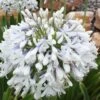 Queen Mum Agapanthus - 1 Gallon Pot