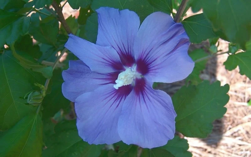 Blue Satin Rose Of Sharon - Hibiscus - Althea - 5 Gallon Pot - Image 4