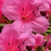 Chinzan Dwarf Azalea - 6 Pack Of 1 Gallon Pots
