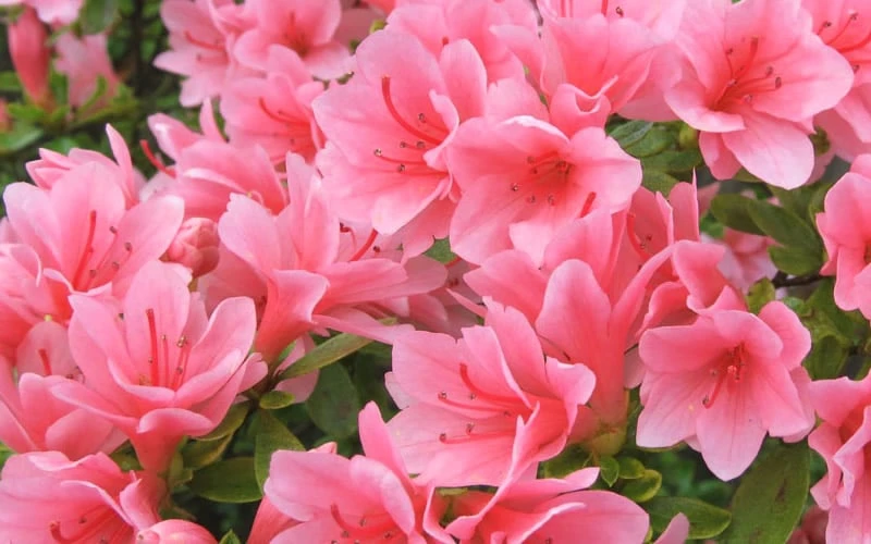 Coral Bells Azalea - 1 Gallon Pot - Image 4