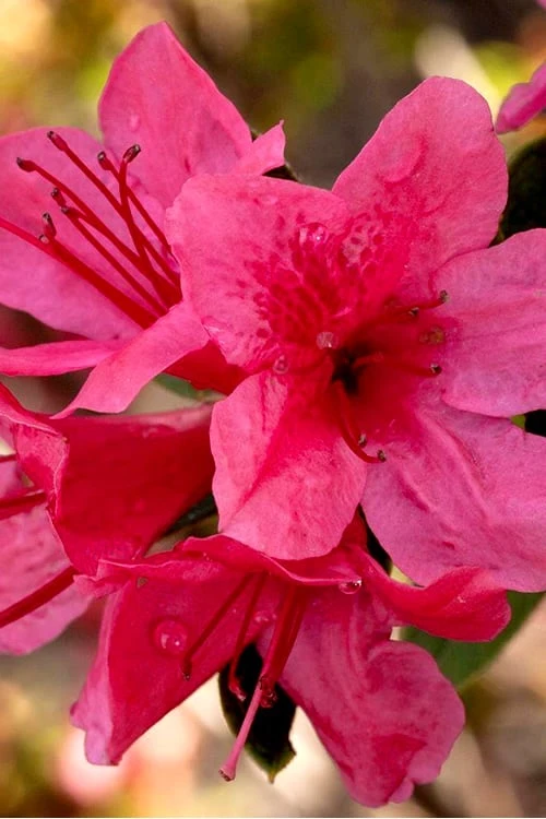 Autumn Cheer Encore Azalea - 1 Gallon Pot