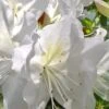 Mrs. G.G. Gerbing White Southern Indica Azalea - 1 Gallon Pot