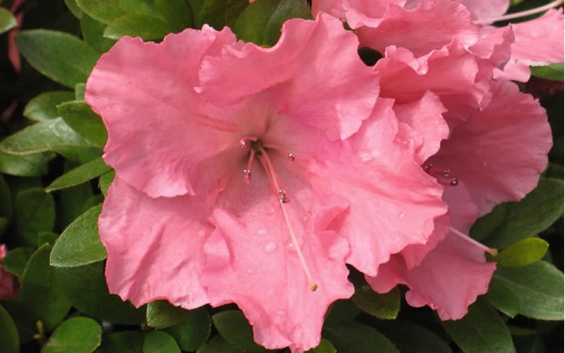 Gumpo Pink Dwarf Azalea - 2 Gallon Pot - Image 4