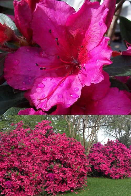 Red Formosa Azalea - 6 Pack Of 1 Gallon Pots - Image 4