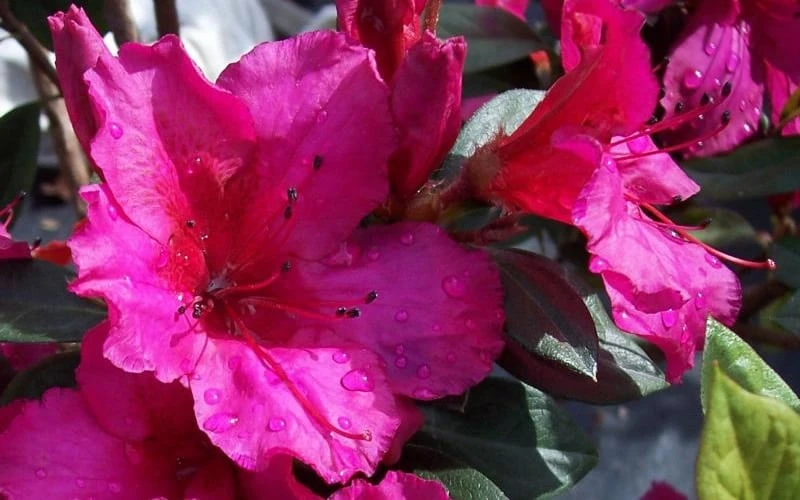 Red Formosa Azalea - 6 Pack Of 1 Gallon Pots - Image 5