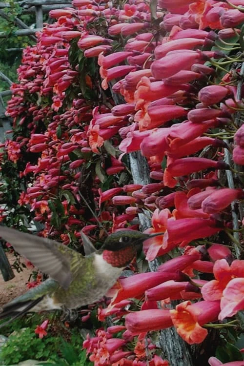 Shalimar Red Crossvine - Bignonia Capreolata - 1 Gallon Pot - Image 5