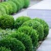 Baby Gem Boxwood - 6 Pack Of 1 Gallon Pots