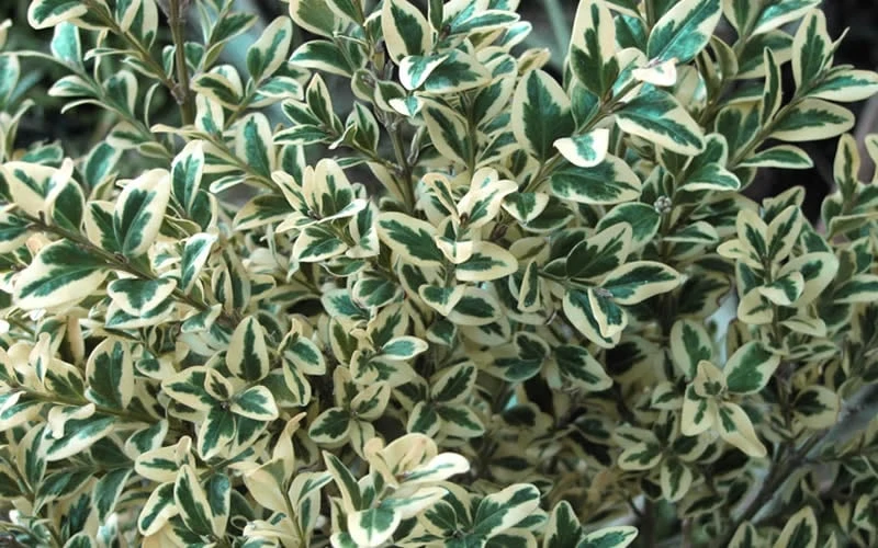Dwarf Variegated Boxwood - 2 Gallon Pot - Image 6
