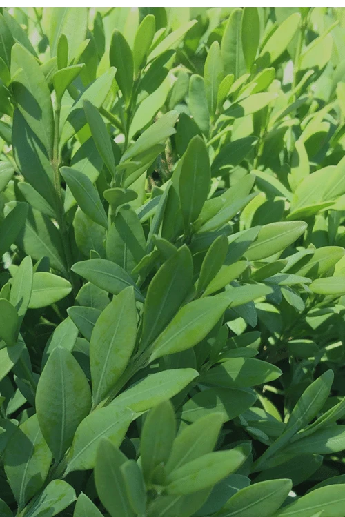 Green Mountain Boxwood - 2.5 Quart Pot - Image 6