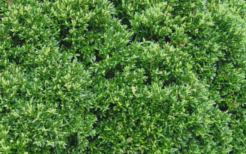 Justin Brouwers Dwarf Boxwood - 1 Gallon Pot - Image 5