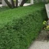 Wintergreen Boxwood - 1 Gallon Pot