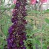 Black Knight Butterfly Bush - 1 Gallon Pot