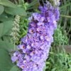 Lo & Behold Blue Chip Dwarf Butterfly Bush - 1 Gallon Pot