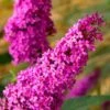 Royal Red Butterfly Bush - Buddleia - 3 Gallon Pot