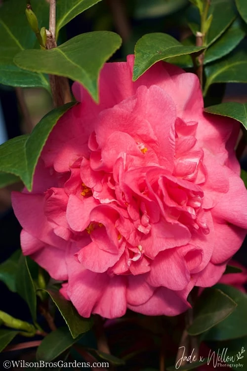 Ack-Scent Fragrant Pink Camellia Japonica - 1 Gallon Pot - Image 5
