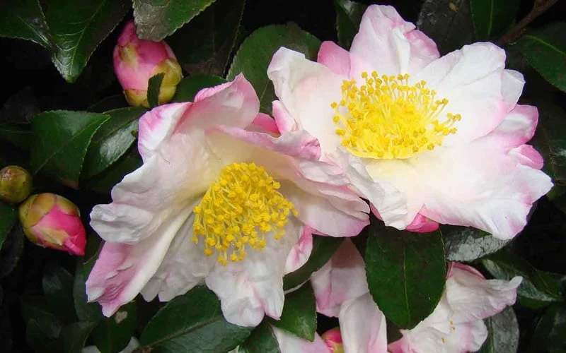 Apple Blossom Camellia Sasanqua - 3 Gallon Pot - Image 5