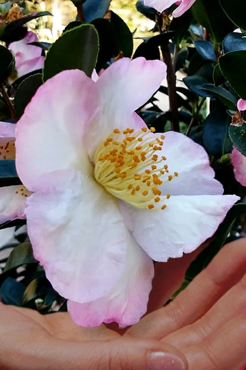 Apple Blossom Camellia Sasanqua - 3 Gallon Pot - Image 4