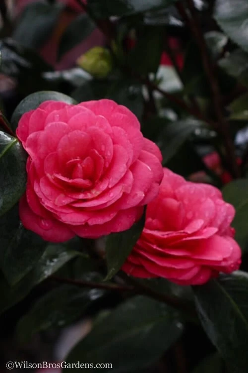 April Dawn Cold Hardy Camellia Japonica - 5 Gallon Pot - Image 6