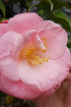 April Remembered Cold Hardy Pink Camellia Japonica - 3 Gallon Pot