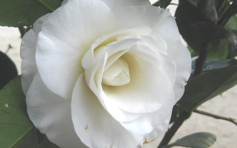 April Snow Camellia Japonica - 3 Gallon Pot - Image 6