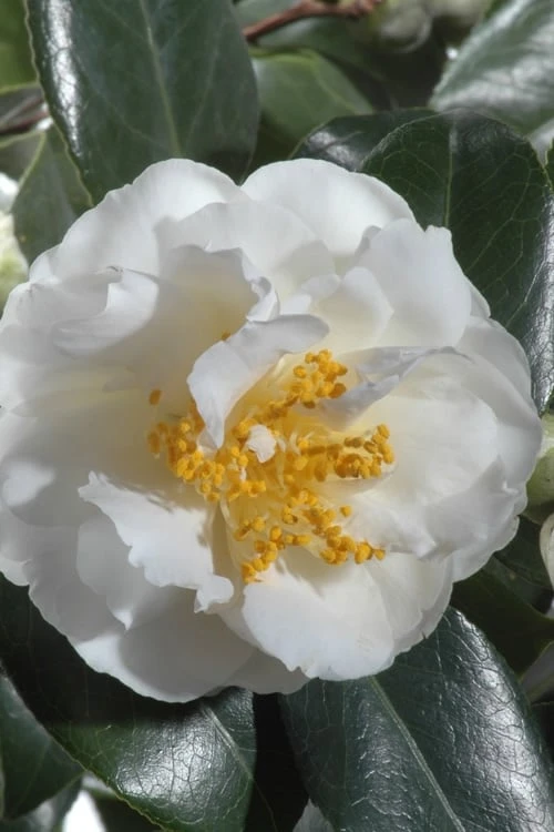 April Snow Camellia Japonica - 1 Gallon Pot - Image 4