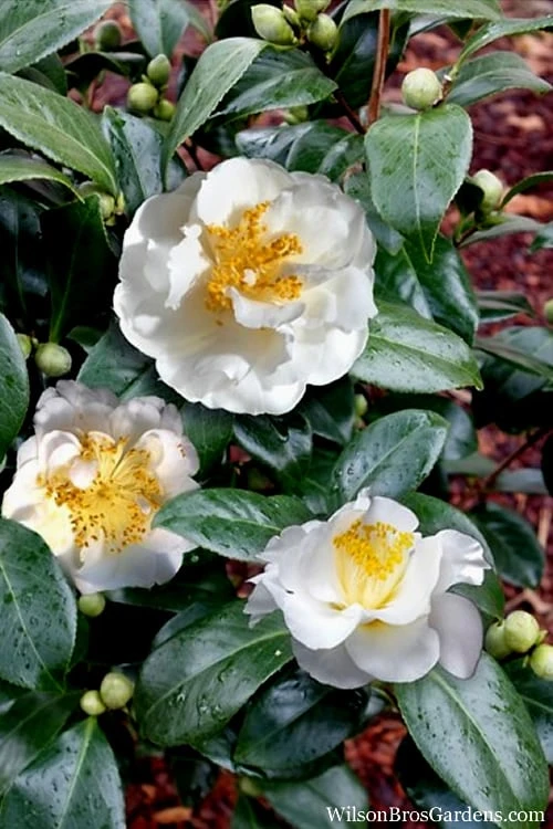 April Snow Camellia Japonica - 3 Gallon Pot - Image 5
