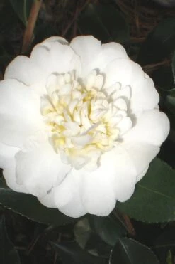 Autumn Rocket Camellia Sasanqua - 3 Gallon Pot